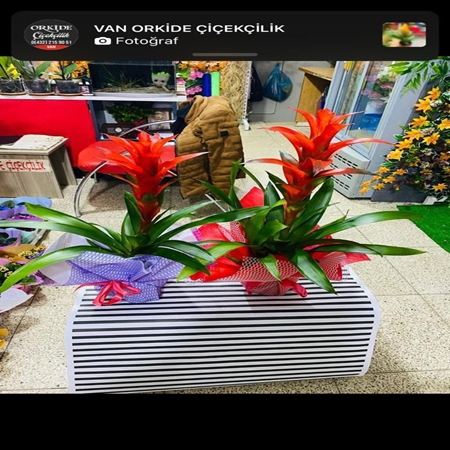 Saksı Çiçeği Guzmania